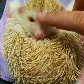 メルモちゃんお迎えの画像