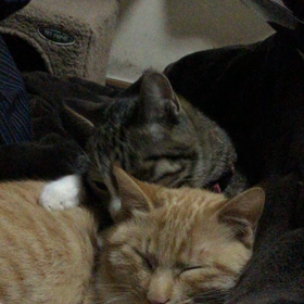 ふわふわ〜の画像