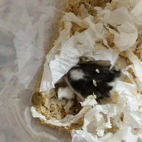 小さなハムスターのお持ち帰りの画像