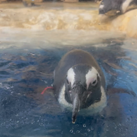 ペンギンの画像