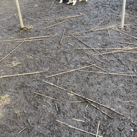 販売中の子犬の画像