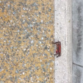 嵐、蟹と戦う〜☆の画像