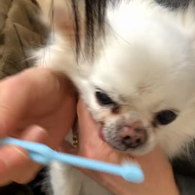 姉に歯磨きされるチワシュウ  1の画像