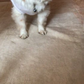 遊び相手の画像