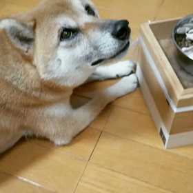 おいしいご飯の画像