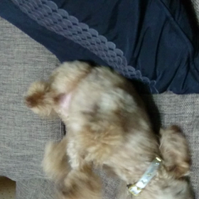 【また☔だ～。早朝散歩は❌です⤵】の画像