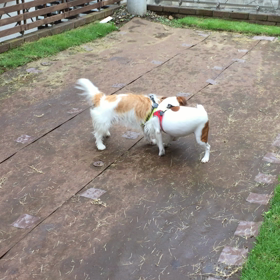 ココのん対決の画像