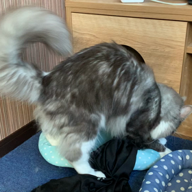 琥珀くんのオーバートレーニングの画像