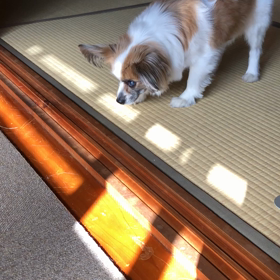 ついに来たの画像