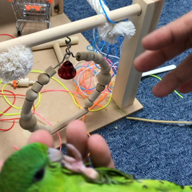 ニギコロできるサザナミインコの画像