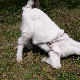 ♡胎内市チューリップフェスティバル 3♡の画像