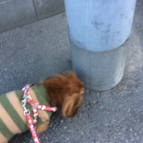 今日は大晦日の画像