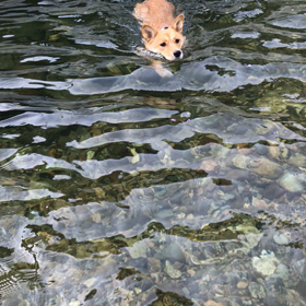 少し慣れた川の画像