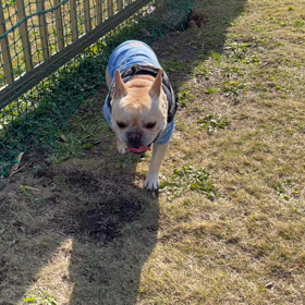 来年もよろしくでつの画像