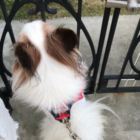 かわいい愛犬の画像