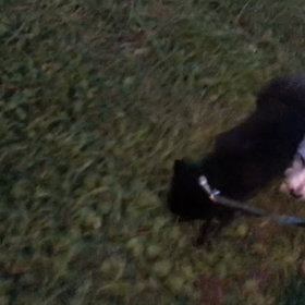 ♪お散歩動画♪代々木公園♪の画像