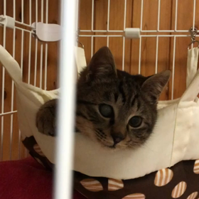 ＊ 番外編 ~動画~の画像