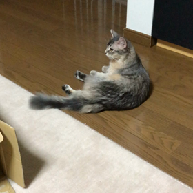 夜の運動会とその後の画像