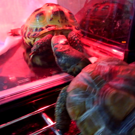 ロシアvsマダガスカル戦の画像