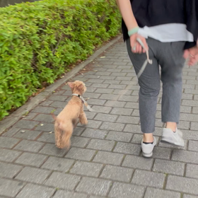 ハリチュ散歩の画像