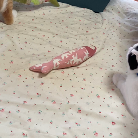 お楽しみの画像