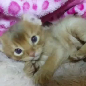 間違えた...(|||´Д｀)の画像