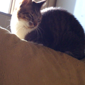 月曜日のちびしまくんの画像