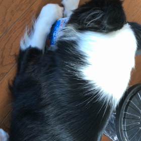 またヨーグルトの画像