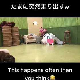 みんなの知らないマイクロブタの生態とは！？の画像