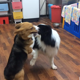 リリーちゃん&ピースの画像