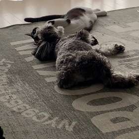 邪魔はしないでおこうの画像