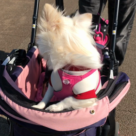 ランちゃんとカイちゃんの画像