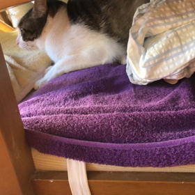 ウクライナとロシアの戦争から動物を守りたい。我が家にも侵入者が来たにゃ…の画像