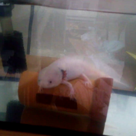 今日のウパさんの画像