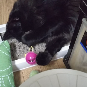 だるだる～。の画像