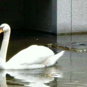 可愛い❤️すいすい泳ぐ白鳥の親子♪動画♪の画像