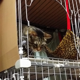 ナイスキャッチ！！の画像