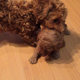 子犬の縦社会と横社会の画像