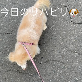 今日のリハビリ＆嬉しい出来事の画像