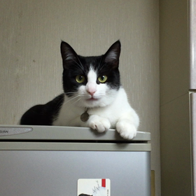 今朝のちゃちゃ(ΦωΦ)の画像