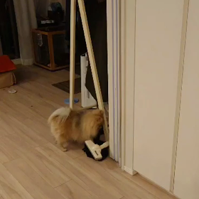 掃除機との遭遇の画像