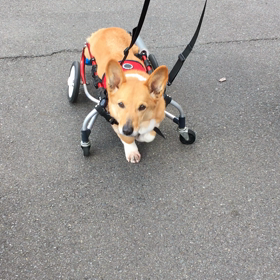 車椅子散歩の画像