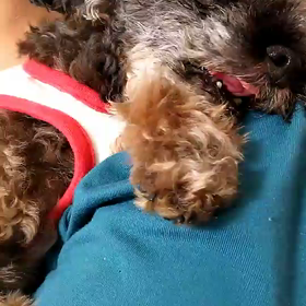 レアな寝顔の画像