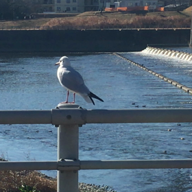 かもめの動画の画像