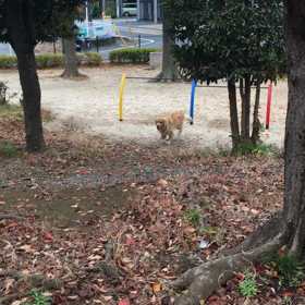 今日のレオ   11・21   いい走りしてます！の画像