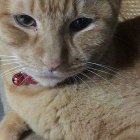 またまた始めます！の画像