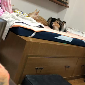 ≪速報・号外≫ローラちゃんが遊んだ！　3月26日の画像