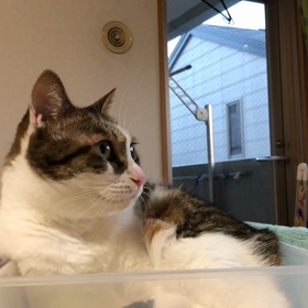 悲しい！そんな日もあるさ…の締めくくりにデールが笑わせてくれた。の画像