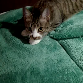 ふみふみの画像