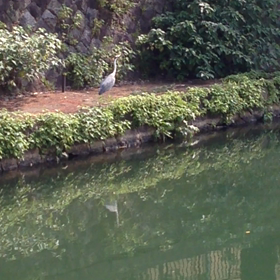 一瞬、ハートのカタチになる鳥⁉︎の画像